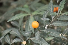 Solanum diphyllum